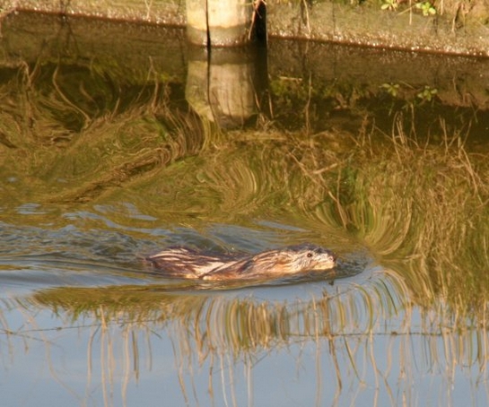 Muskusrat Muskusrat