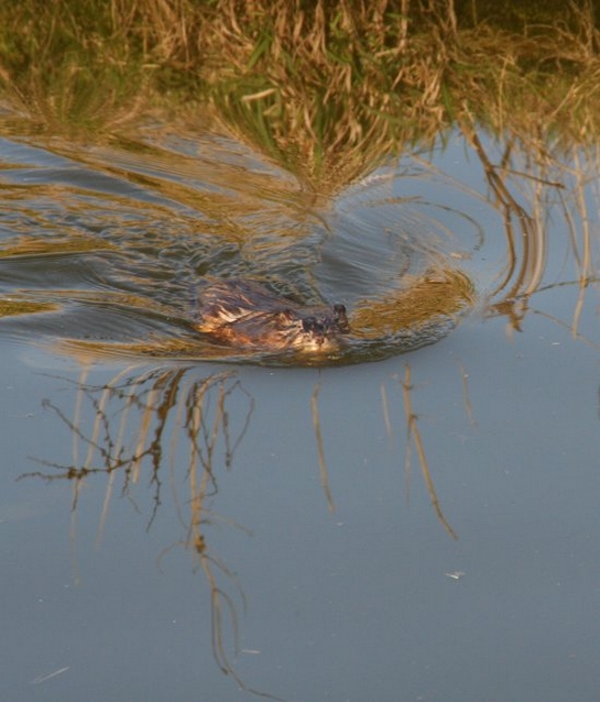 Muskusrat Muskusrat