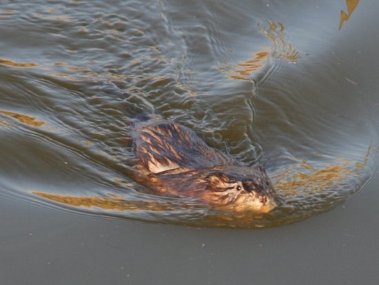 Muskusrat Muskusrat