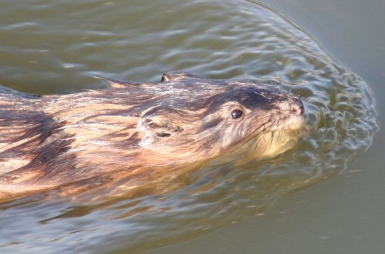 Muskusrat Muskusrat
