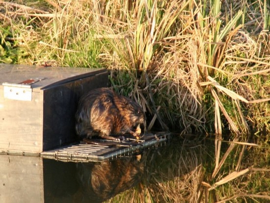 Muskusrat Muskusrat