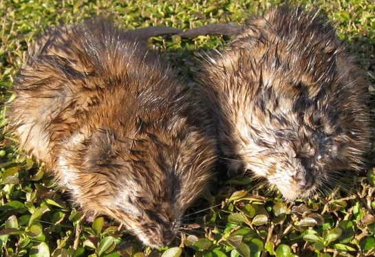 Muskusrat Muskusrat