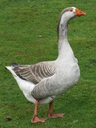 Gans Gans