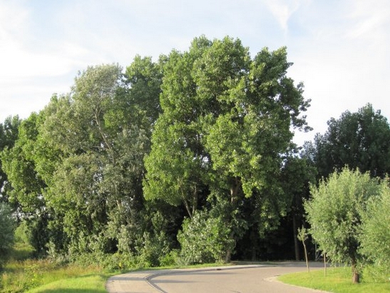 Harnaschpolder Harnaschwetering